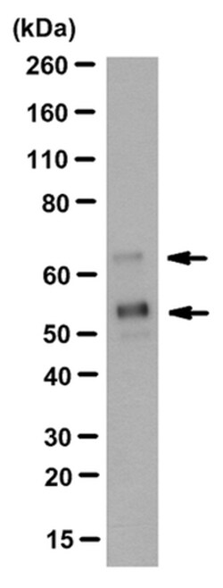 MilliporeSigma anti-Synapsin-2 Clone: 19.21, 100&mu;g, Unlabeled:Antibodies,